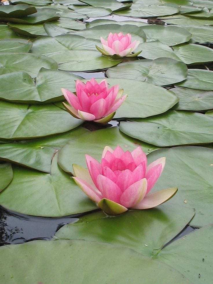3 Lotus Lotus Flowers